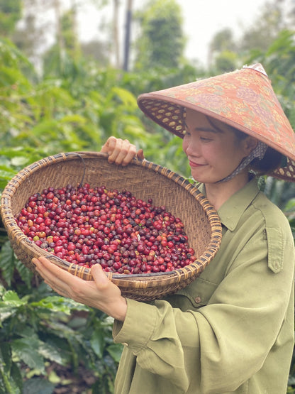 Pure Dak Lak Vietnam Robusta Coffee - Hana Ban Mê