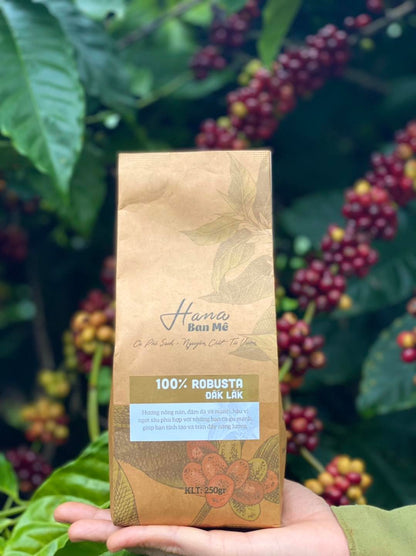 Pure Dak Lak Vietnam Robusta Coffee - Hana Ban Mê